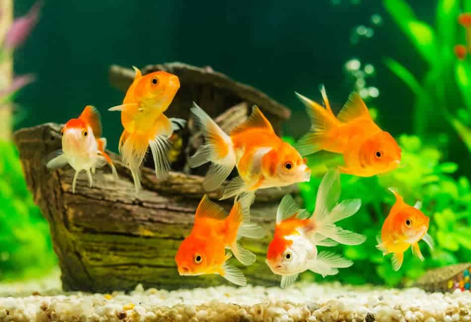 Is Marble Stone Safe For Aquariums?